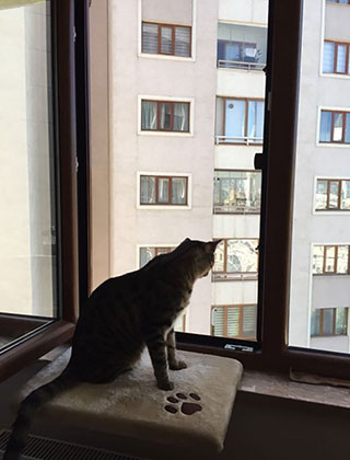 Kedi Pencere Sineklik