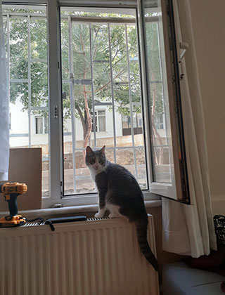 Kedi Sineklik Montajı